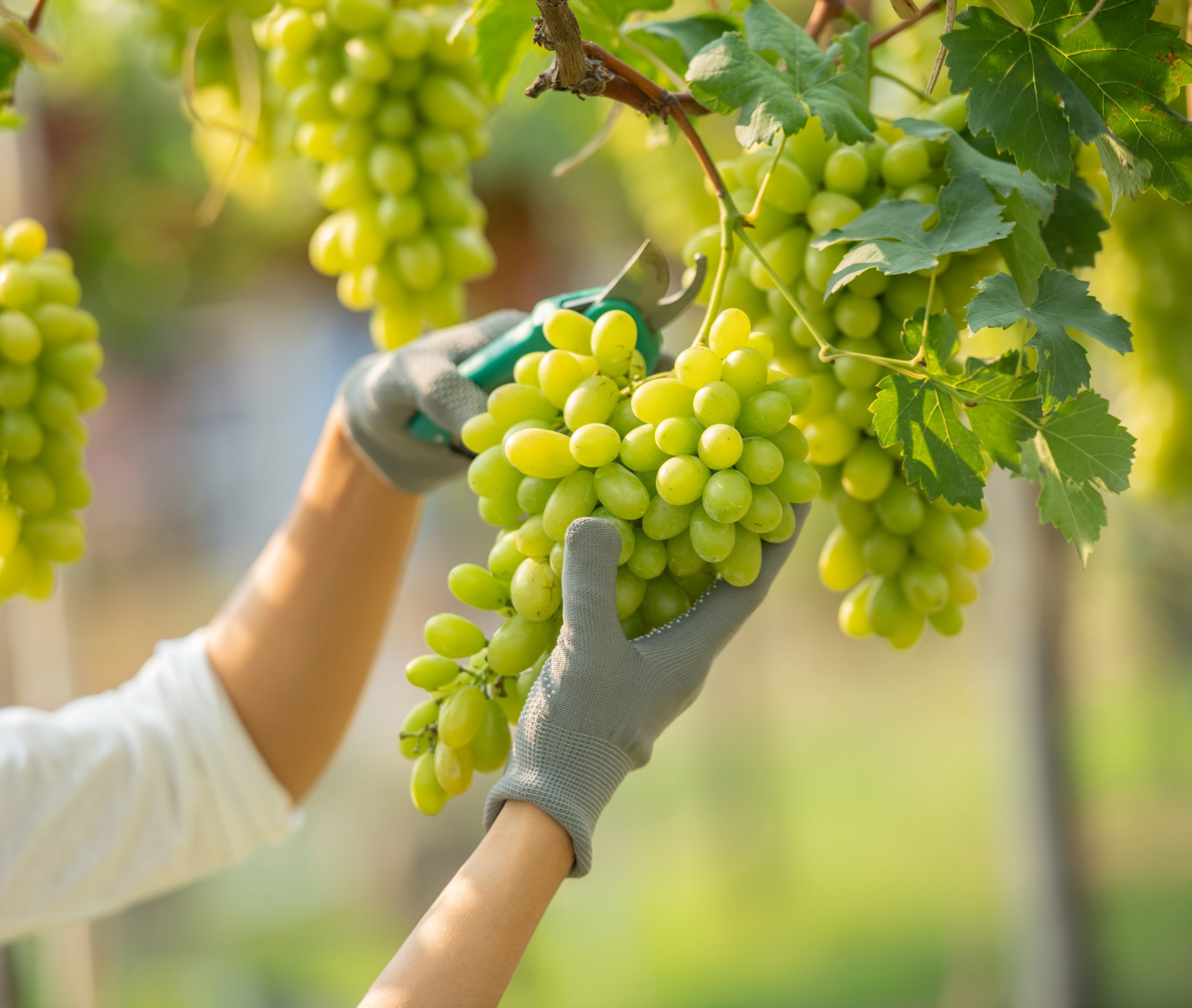 Green grape farm. Small family business. Happy smiling cheerful vineyard female wearing overalls and a farm dress straw hat,  selecting out the get size grapes ready for sale or for making wine.